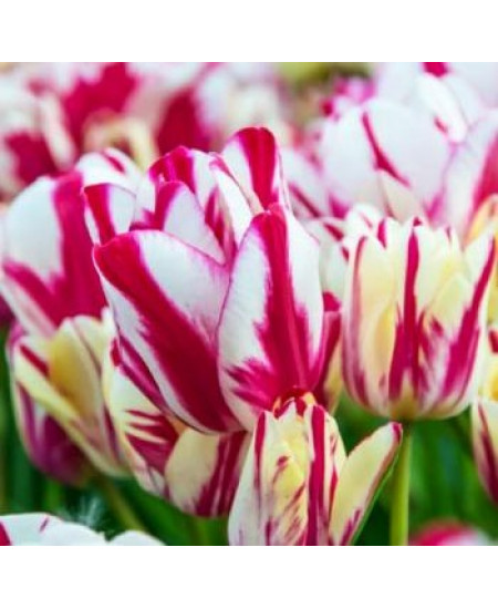 Тюльпан многоцветковый "Флеминг Клаб" (Flaming Club) 3шт в упаковке (размер 12\+) Тюльпан многоцветковый "Флеминг Клаб" (Flaming Club) 3шт в упаковке (размер 12\+)