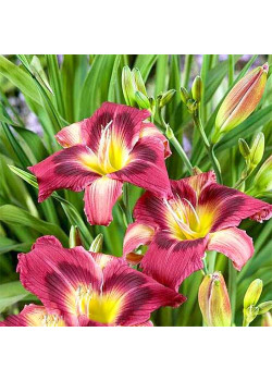 Лилейник Мэджик Дансер