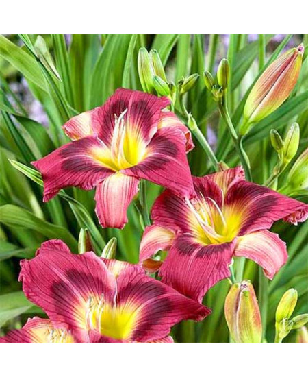 Лилейник Мэджик Дансер Лилейник Мэджик Дансер