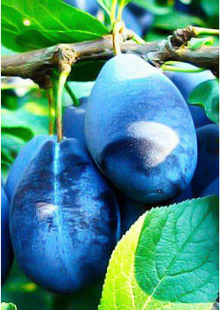 Слива Стенлей