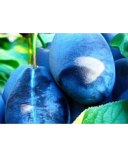 Слива Стенлей Слива Стенлей