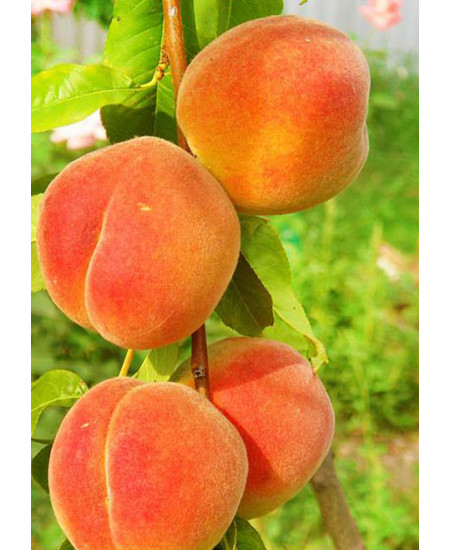 Персик Золотая Москваия) Персик Золотая Москваия)