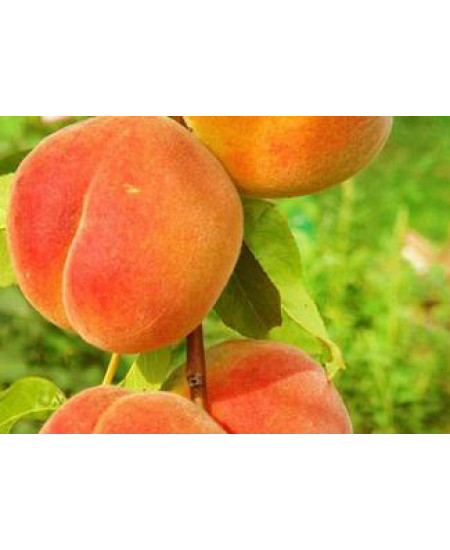 Персик Золотая Москваия) Персик Золотая Москваия)