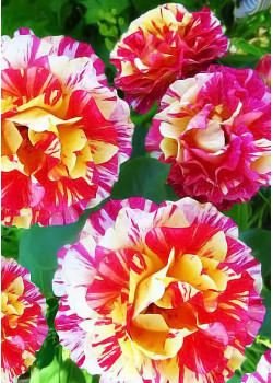 Роза флорибунда Морис Утрилло