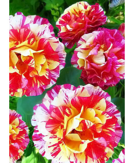 Роза флорибунда Морис Утрилло Роза флорибунда Морис Утрилло