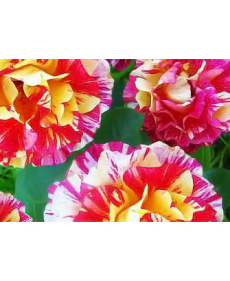 Роза флорибунда Морис Утрилло Роза флорибунда Морис Утрилло