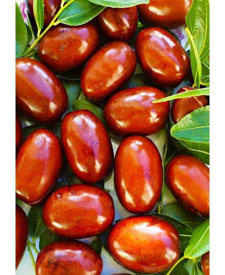 Зизифус Хурман Зизифус Хурман