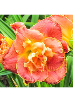 Лилейник Сюзан Питчард Петит