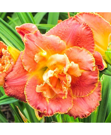 Лилейник Сюзан Питчард Петит Лилейник Сюзан Питчард Петит