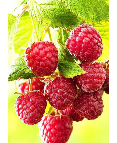 Малина Метеор Малина Метеор