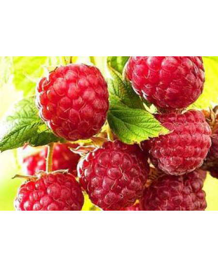 Малина Метеор Малина Метеор