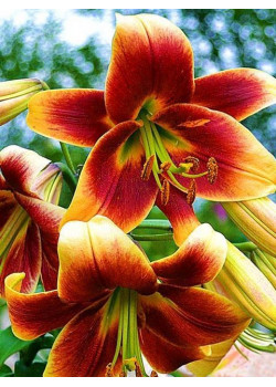 Лилия "Debby" 3шт в упаковке