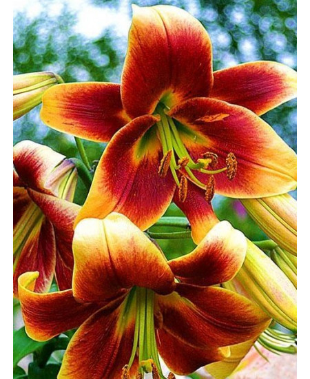 Лилия "Debby" 3шт в упаковке Лилия "Debby" 3шт в упаковке