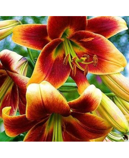 Лилия "Debby" 3шт в упаковке Лилия "Debby" 3шт в упаковке