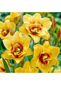 Лилейник Маунт Хелена