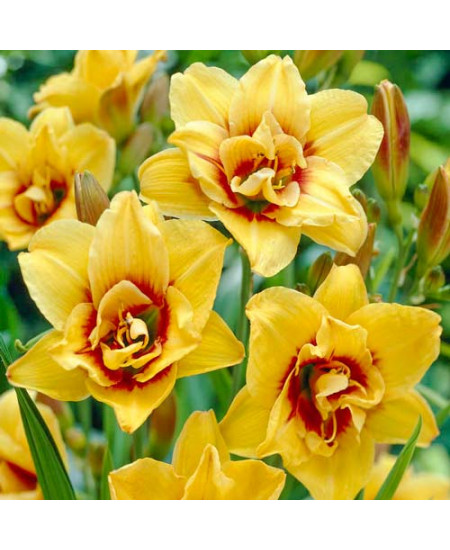 Лилейник Маунт Хелена Лилейник Маунт Хелена