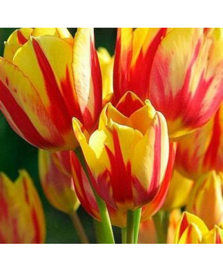 Тюльпан "Colour Spectacle" 3шт в упаковке Тюльпан "Colour Spectacle" 3шт в упаковке