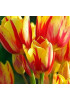 Тюльпан "Colour Spectacle" 3шт в упаковке Тюльпан "Colour Spectacle" 3шт в упаковке