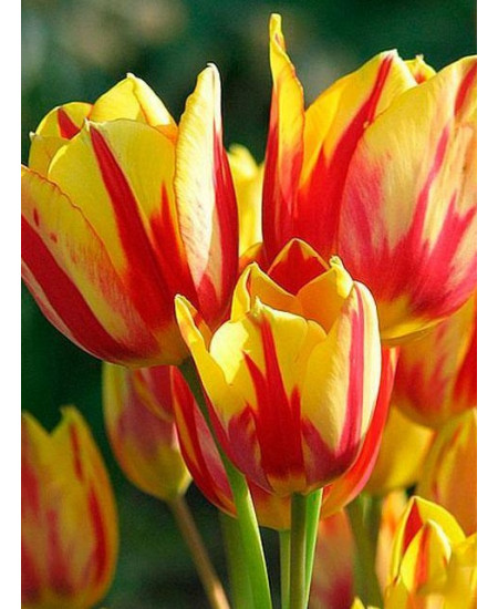 Тюльпан "Colour Spectacle" 3шт в упаковке Тюльпан "Colour Spectacle" 3шт в упаковке