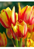 Тюльпан "Colour Spectacle" 3шт в упаковке Тюльпан "Colour Spectacle" 3шт в упаковке