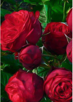 Роза шраб Флорентина