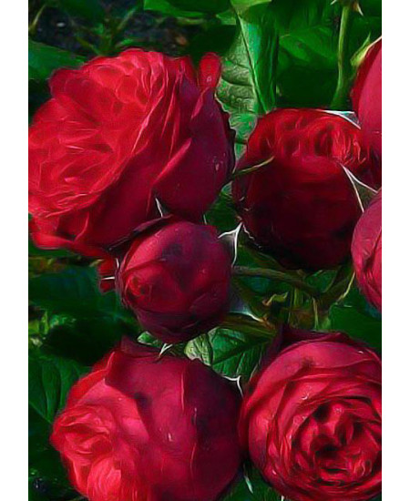 Роза шраб Флорентина Роза шраб Флорентина