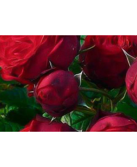 Роза шраб Флорентина Роза шраб Флорентина