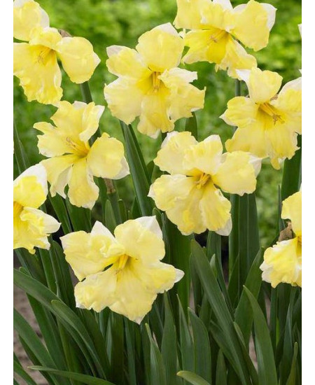 Нарцисс орхидный "Кассата" (Cassata) 3шт в упаковке (размер 12\14) Нарцисс орхидный "Кассата" (Cassata) 3шт в упаковке (размер 12\14)