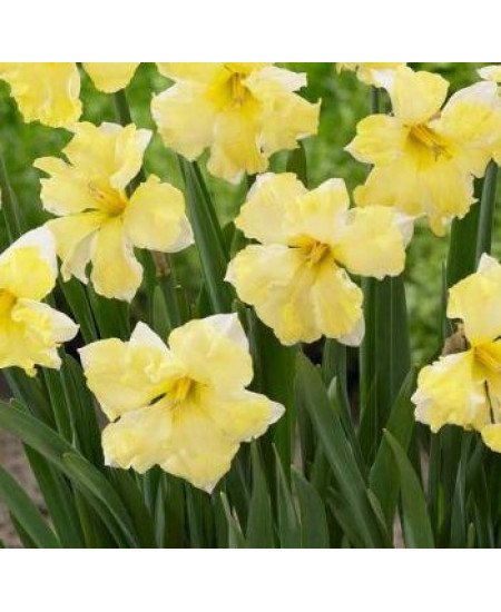 Нарцисс орхидный "Кассата" (Cassata) 3шт в упаковке (размер 12\14) Нарцисс орхидный "Кассата" (Cassata) 3шт в упаковке (размер 12\14)