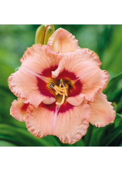 Лилейник Тру Грит