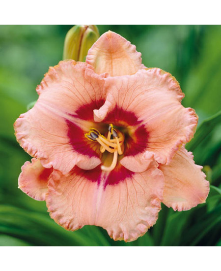 Лилейник Тру Грит Лилейник Тру Грит