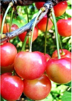 Черешня Орловская розовая