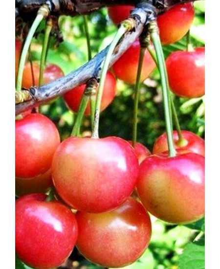 Черешня Орловская розовая Черешня Орловская розовая