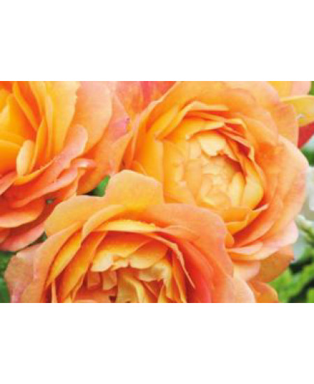 Роза английская Пегас Роза английская Пегас