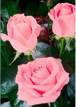 Роза чайно-гибридная Сусанна