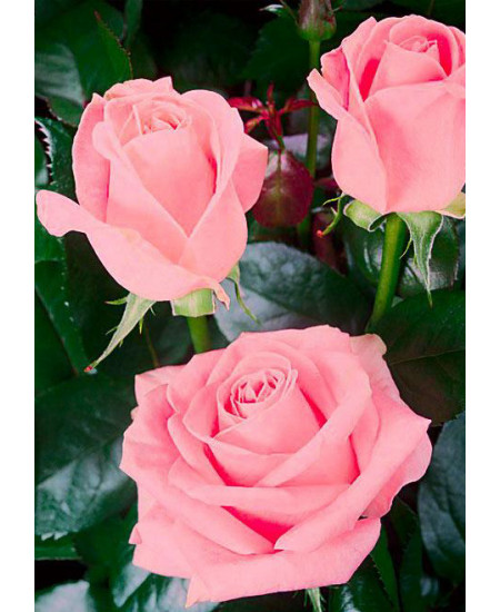 Роза чайно-гибридная Сусанна Роза чайно-гибридная Сусанна