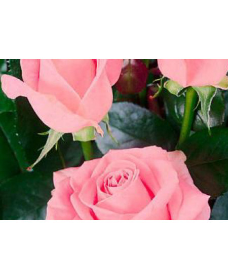 Роза чайно-гибридная Сусанна Роза чайно-гибридная Сусанна