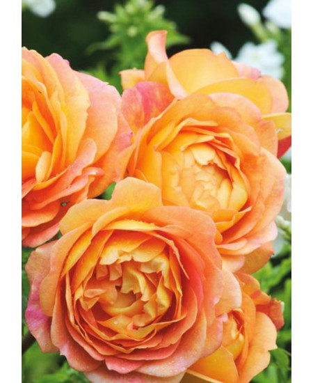 Роза английская Пегас Роза английская Пегас