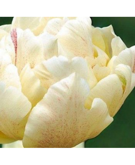 Тюльпан "Montreux" 3шт в упаковке Тюльпан "Montreux" 3шт в упаковке