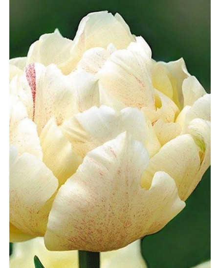 Тюльпан "Montreux" 3шт в упаковке Тюльпан "Montreux" 3шт в упаковке