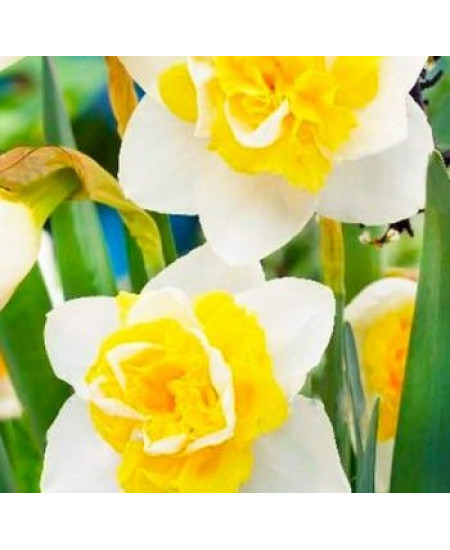 Нарцисс махровый "Бонайре" (Bonaire) 3шт в упаковке (размер 12/14) Нарцисс махровый "Бонайре" (Bonaire) 3шт в упаковке (размер 12/14)