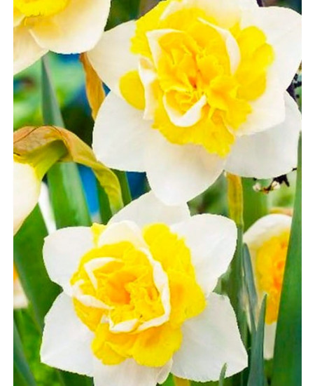 Нарцисс махровый "Бонайре" (Bonaire) 3шт в упаковке (размер 12/14) Нарцисс махровый "Бонайре" (Bonaire) 3шт в упаковке (размер 12/14)