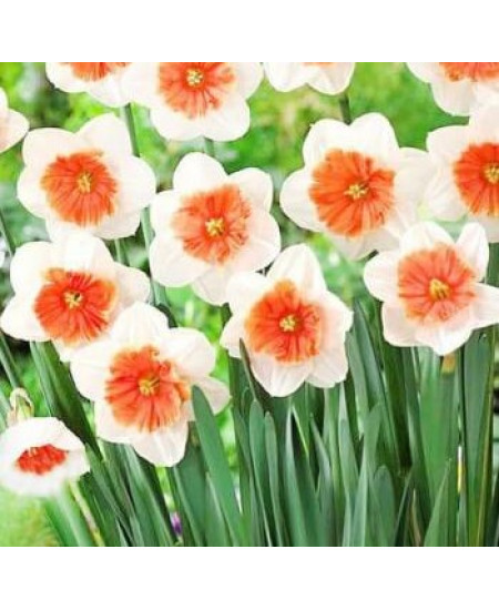 Нарцисс крупнокорончатые "Риот" (Riot) 3шт в упаковке (размер 12\14) Нарцисс крупнокорончатые "Риот" (Riot) 3шт в упаковке (размер 12\14)