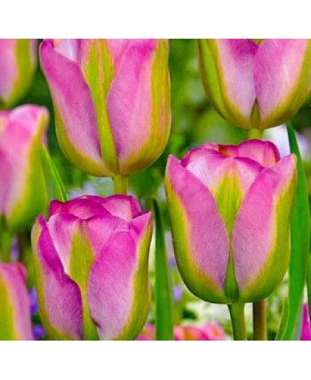 Тюльпан зеленоцветный "Гроенланд" (Groenland) 3шт в упаковке (размер 10/11) Тюльпан зеленоцветный "Гроенланд" (Groenland) 3шт в упаковке (размер 10/11)