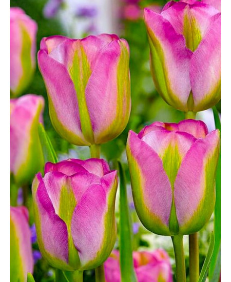 Тюльпан зеленоцветный "Гроенланд" (Groenland) 3шт в упаковке (размер 10/11) Тюльпан зеленоцветный "Гроенланд" (Groenland) 3шт в упаковке (размер 10/11)