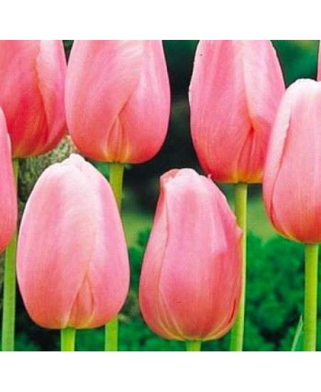 Тюльпан простой поздний "Ментон" (Menton) 3шт в упаковке (размер 11/12) Тюльпан простой поздний "Ментон" (Menton) 3шт в упаковке (размер 11/12)