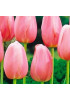 Тюльпан простой поздний "Ментон" (Menton) 3шт в упаковке (размер 11/12) Тюльпан простой поздний "Ментон" (Menton) 3шт в упаковке (размер 11/12)