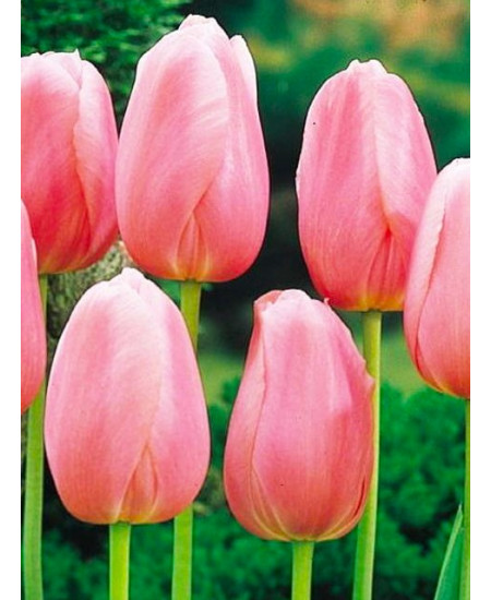 Тюльпан простой поздний "Ментон" (Menton) 3шт в упаковке (размер 11/12) Тюльпан простой поздний "Ментон" (Menton) 3шт в упаковке (размер 11/12)