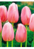 Тюльпан простой поздний "Ментон" (Menton) 3шт в упаковке (размер 11/12) Тюльпан простой поздний "Ментон" (Menton) 3шт в упаковке (размер 11/12)