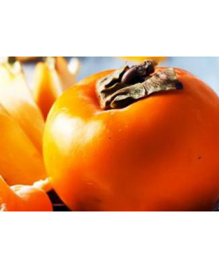 Хурма Россиянка Хурма Россиянка